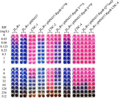 A Glutamine Insertion at <mark class="highlighted">Codon 432 of RpoB</mark> Confers Rifampicin Resistance in Mycobacterium tuberculosis